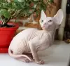 Кошки - Канадский сфинкс котята - Вся Беларусь - Фото 2 Канадский сфинкс котята - Вся Беларусь - 240693 - Доска объявлений Kupika.by - Фото 2