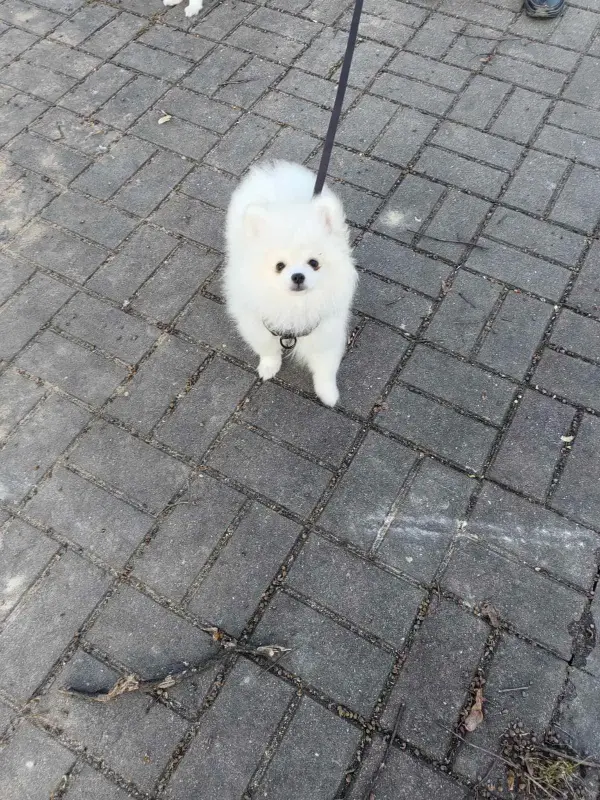 Щенки белого померанского шпица