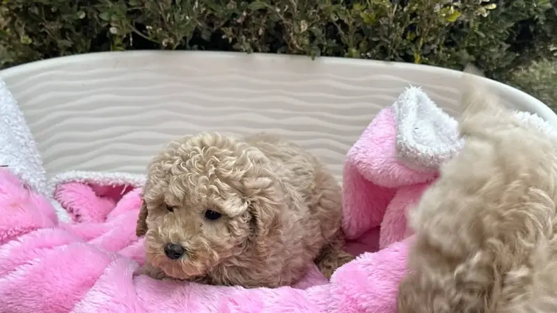 Собаки - Той-пудель - Вся Беларусь - Фото 2 Той-пудель - Вся Беларусь - 240782 - Доска объявлений Kupika.by - Фото 2