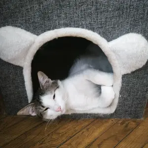 Кот Малыш Дизель (мальчик 7-8 месяцев) ищет дом