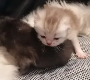 Котята шотландские вислоухие