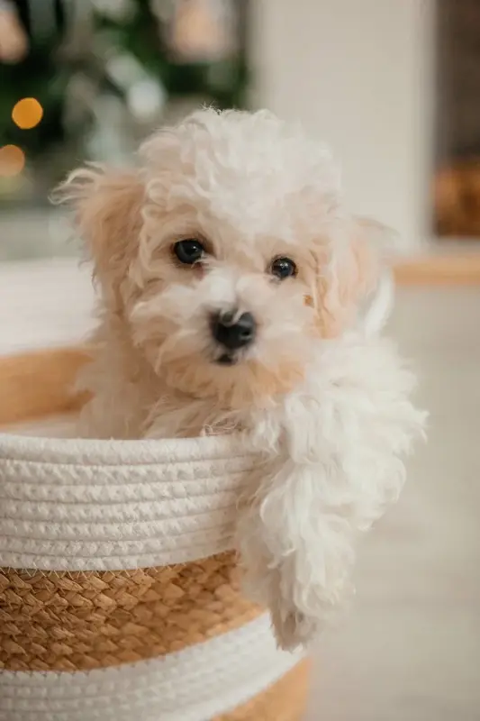 Щенки бишон фризе - Любча - 236952 - Доска объявлений Kupika.by - Фото 7