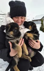 щенки рабочей немецкой овчарки с родословной БКО