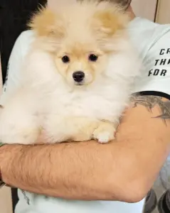 Щенки шпица