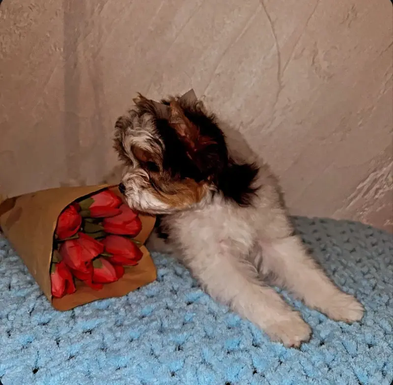 Щенок - Вся Беларусь - 240412 - Доска объявлений Kupika.by - Фото 6