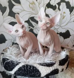 Канадский сфинкс