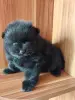Померанский шпиц мальчик. - Вся Беларусь - 241045 - Доска объявлений Kupika.by