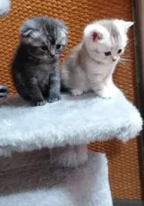 Котята шотландской вислоухой