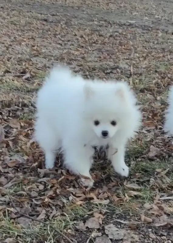 Белый померанский шпиц. - Вся Беларусь - 239675 - Доска объявлений Kupika.by - Фото 2