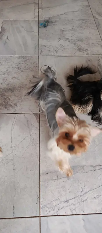 Йоркширский терьер - Вся Беларусь - 240811 - Доска объявлений Kupika.by - Фото 2