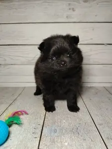 Померанский шпиц, щенки с самым изысканным окрасом!