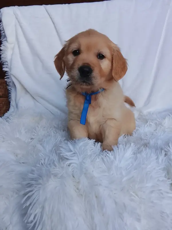 Мальчик золотистого ретривера