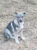 Щенки - Вся Беларусь - 241501 - Доска объявлений Kupika.by
