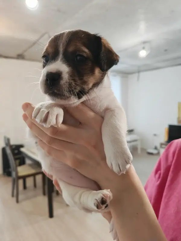 Щенок Джек Рассел терьер