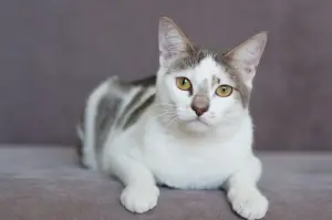 Кошка Вива - царица