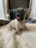 Собаки - Щенок щенки Французский бульдог - Вся Беларусь - Фото 7 Щенок щенки Французский бульдог - Вся Беларусь - 240842 - Доска объявлений Kupika.by - Фото 7
