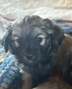 Щенки шпица