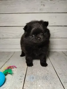 Померанский шпиц, щенки с самым изысканным окрасом!