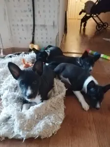 Щенки Басенджи