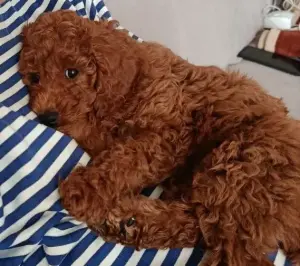 Щенок той-пуделя, девочка АКЦИЯ до конца марта бесплатная доставка по РБ.