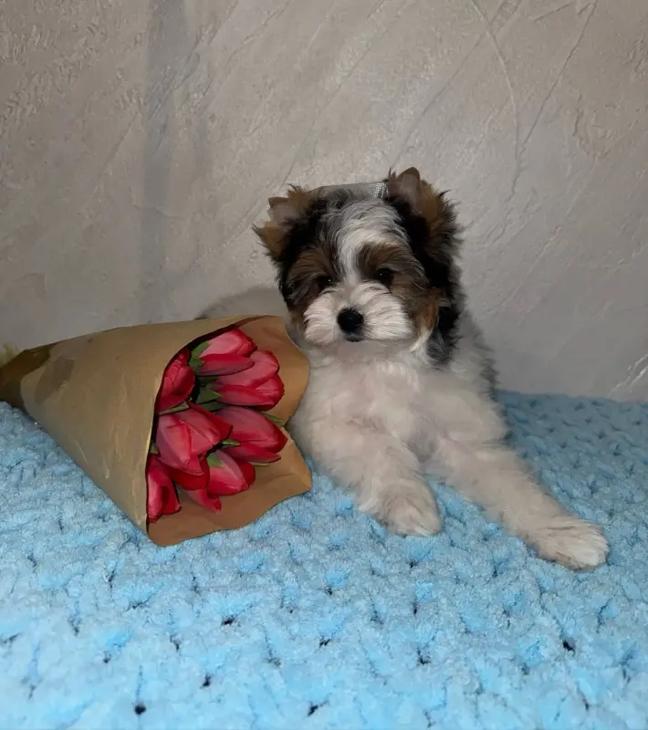 Щенок - Вся Беларусь - 240412 - Доска объявлений Kupika.by - Фото 3