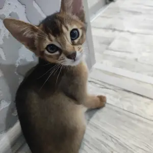 Абиссинские котята