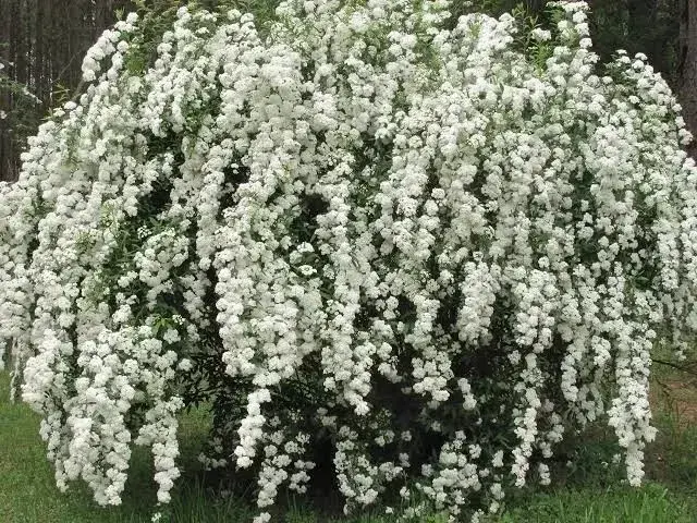 Цветы, рассада перца, кустарники - Заславль - 241440 - Доска объявлений Kupika.by - Фото 8