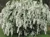 Цветы, рассада перца, кустарники - Заславль - 241440 - Доска объявлений Kupika.by - Фото 8