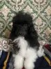 Собака - Освея - 239576 - Доска объявлений Kupika.by - Фото 2