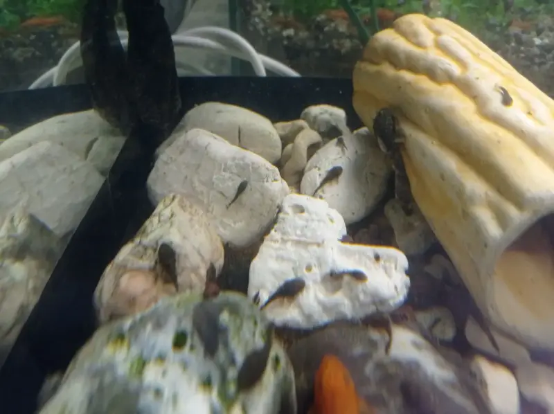 Анциструс обыкновенный - Вся Беларусь - 240639 - Доска объявлений Kupika.by - Фото 4