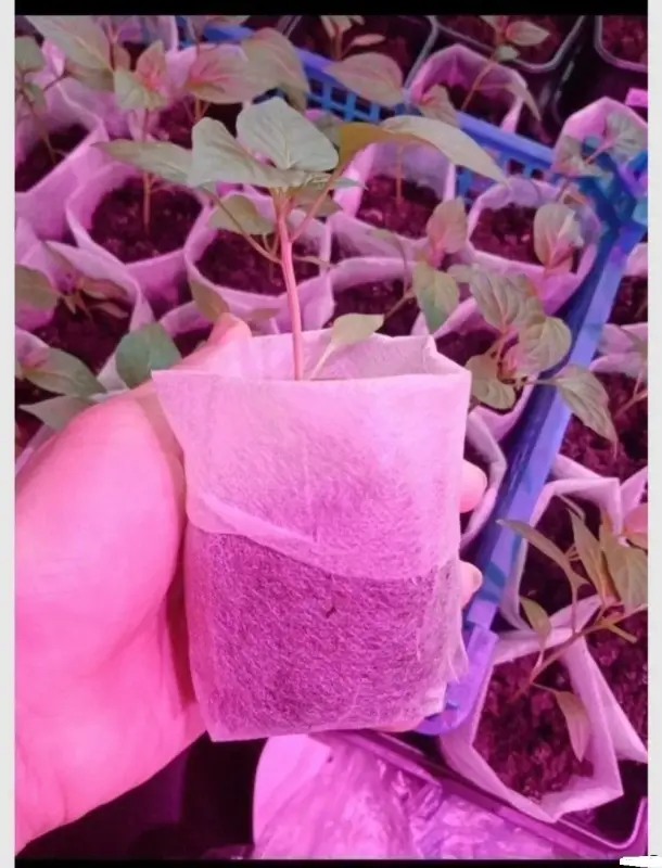 Мешки для рассады - Вся Беларусь - 239990 - Доска объявлений Kupika.by - Фото 2