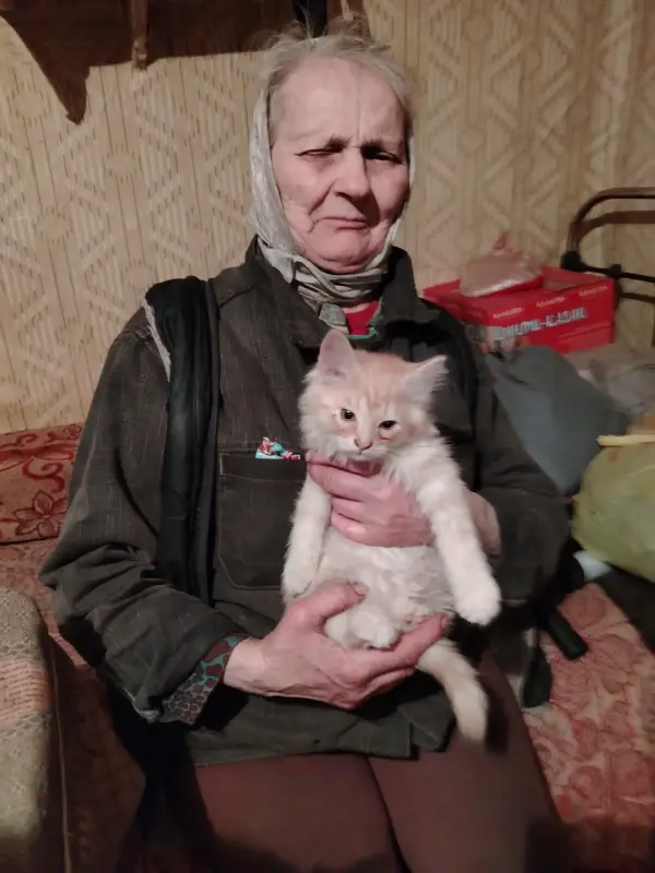 Отдам котят в хорошие руки - Вся Беларусь - 239845 - Доска объявлений Kupika.by - Фото 2