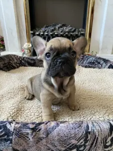 Щенок щенки Французский бульдог