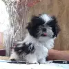 Ши-тцу - Брест - 239910 - Доска объявлений Kupika.by - Фото 2