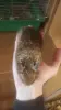 мальчик дегу - Вся Беларусь - 241644 - Доска объявлений Kupika.by