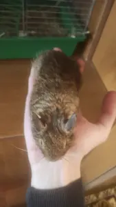 мальчик дегу