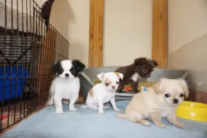 Шоколадная девочка и много других щенков