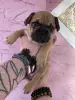 Срочно! Щенки французского бульдога - Вся Беларусь - 240832 - Доска объявлений Kupika.by - Фото 10