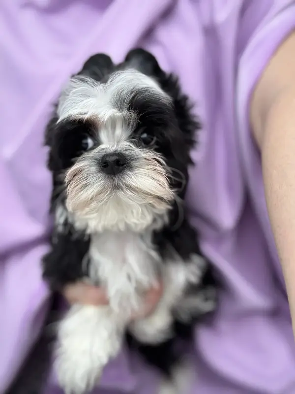 Щенки бивер-йорка и Йорка доставка