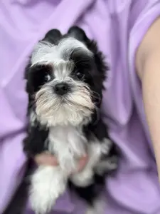 Щенки бивер-йорка и Йорка доставка