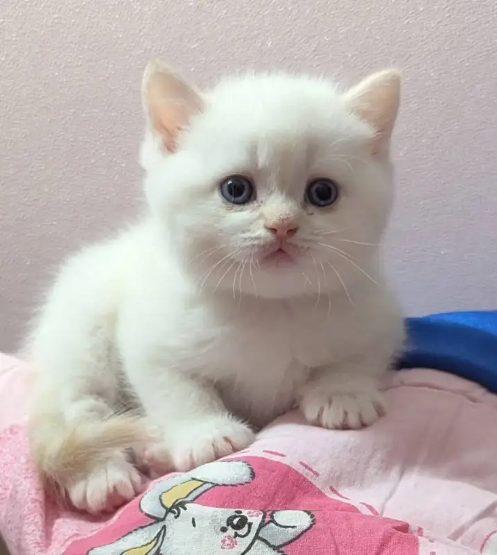 Кошки - Породистые шотландские котята, коты. - Вся Беларусь - Фото 2 Породистые шотландские котята, коты. - Вся Беларусь - 241010 - Доска объявлений Kupika.by - Фото 2