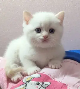 Породистые шотландские котята, коты.