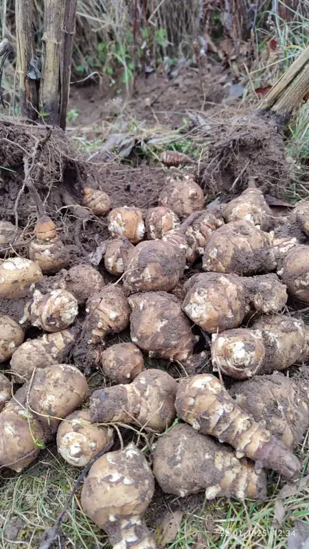 Топинамбур сортовой - Вся Беларусь - 240513 - Доска объявлений Kupika.by - Фото 3