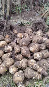 Топинамбур сортовой