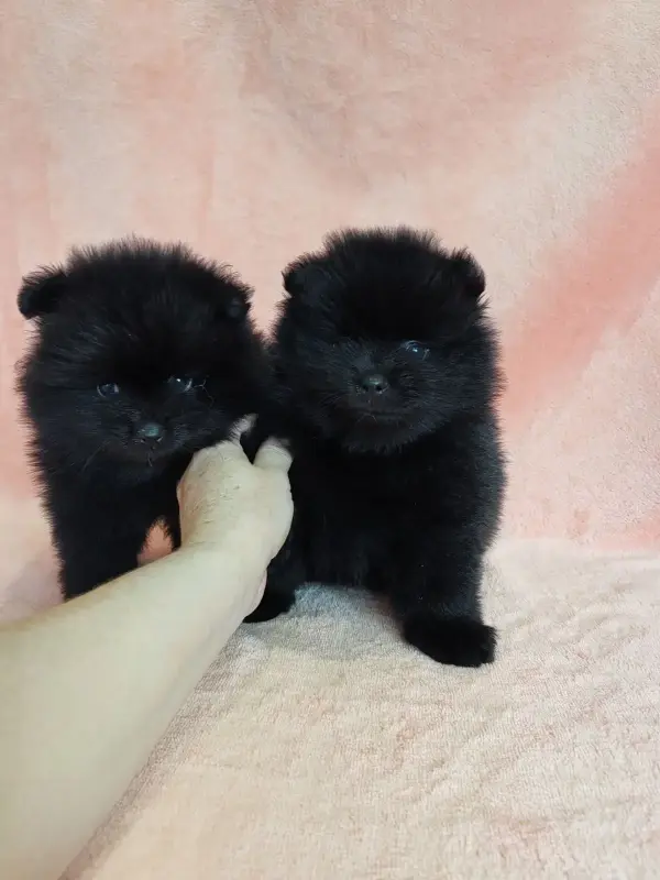 Собаки - Мальчик померанского шпица - Вся Беларусь - Фото 4 Мальчик померанского шпица - Вся Беларусь - 241939 - Доска объявлений Kupika.by - Фото 4