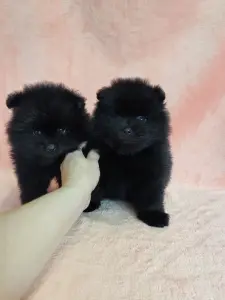 Мальчик померанского шпица