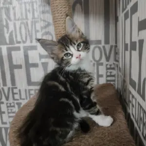 Кошечки Мейн-Кун