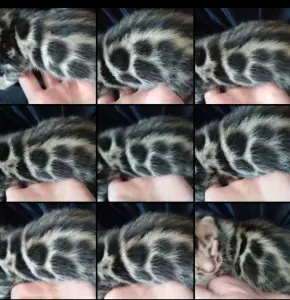 Бенгальские котята