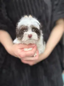 Девочка мини биро йорк доставка