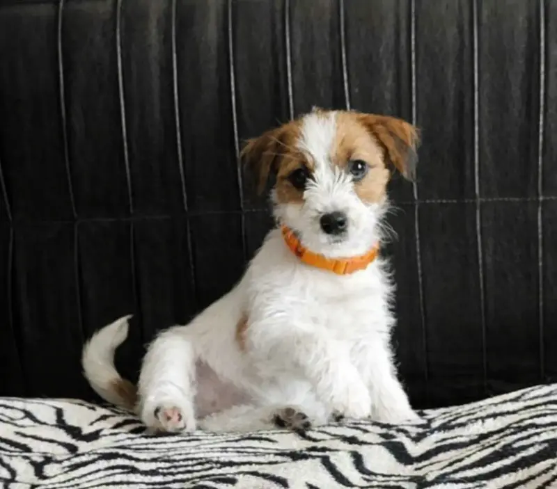 Щенки Джек рассел терьер - Вся Беларусь - 241772 - Доска объявлений Kupika.by - Фото 3